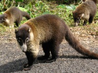 /album/fotogaleria-costa-rica/animal-costa-rica-jpg/
