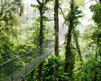 /album/fotogaleria-costa-rica/costa-rica-rainforest-jpg/
